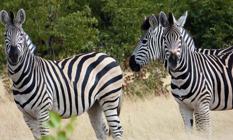 Nogatsaa Pans Lodge - Botswana