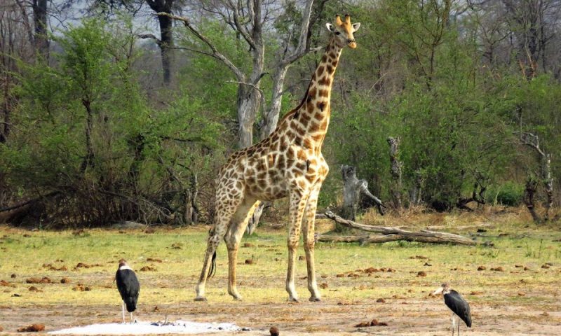 Nogatsaa Pans Lodge - Botswana