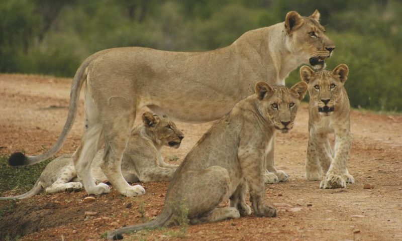 Tuningi Safari Lodge South Africa