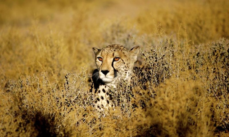 Inverdoorn Game Reserve Lodge South Africa