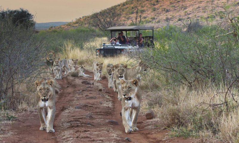 Tuningi Safari Lodge South Africa