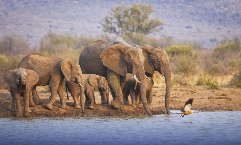 Tuningi Safari Lodge South Africa