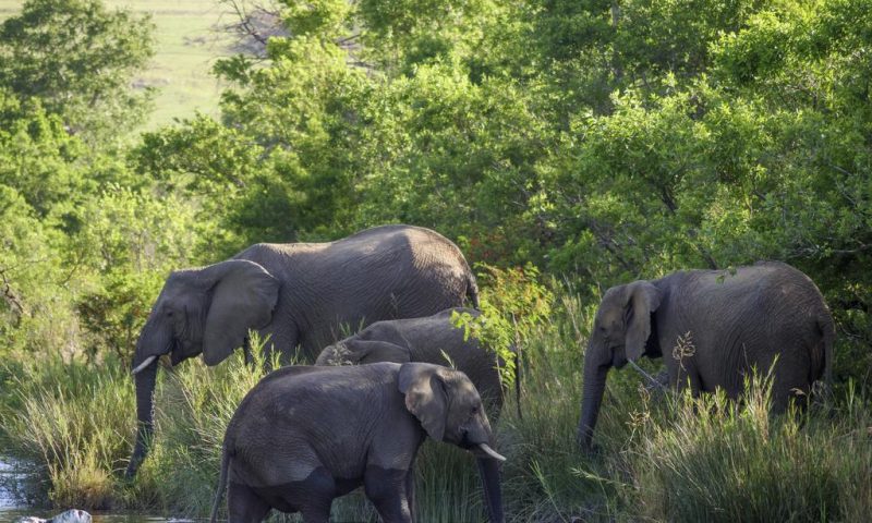 Nkomazi Game Reserve South Africa