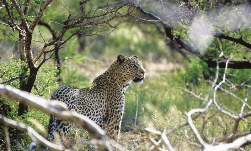 Tuningi Safari Lodge South Africa