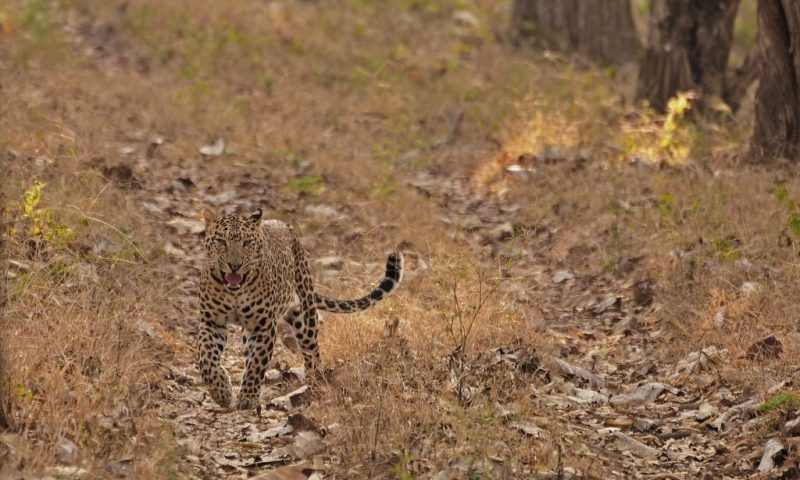 Evolve Back Kabini