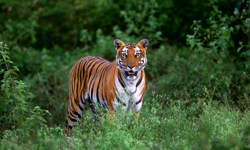 Evolve Back Kabini