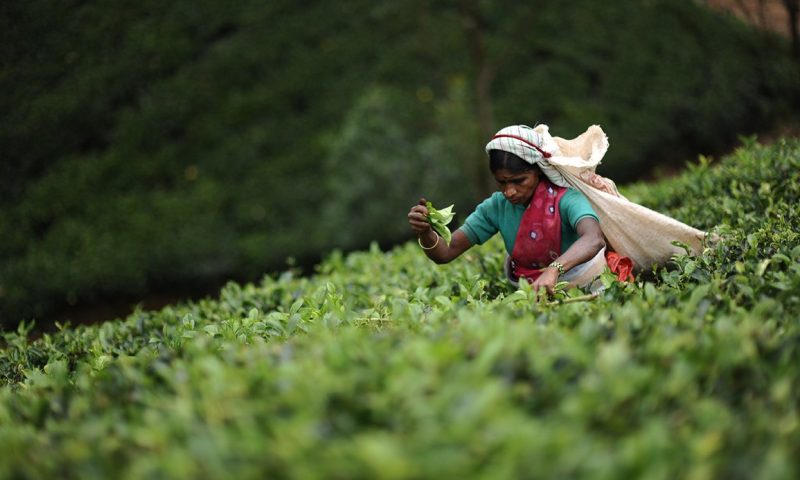 Ceylon Tea Trails