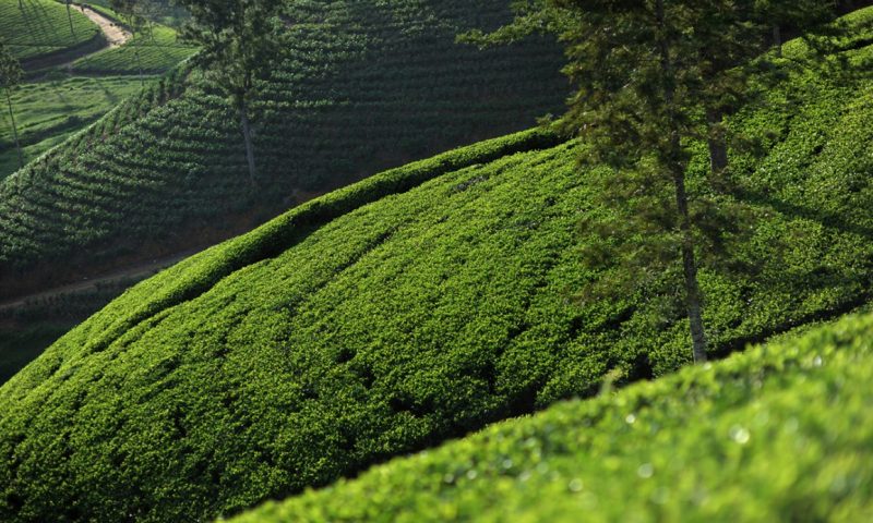Ceylon Tea Trails