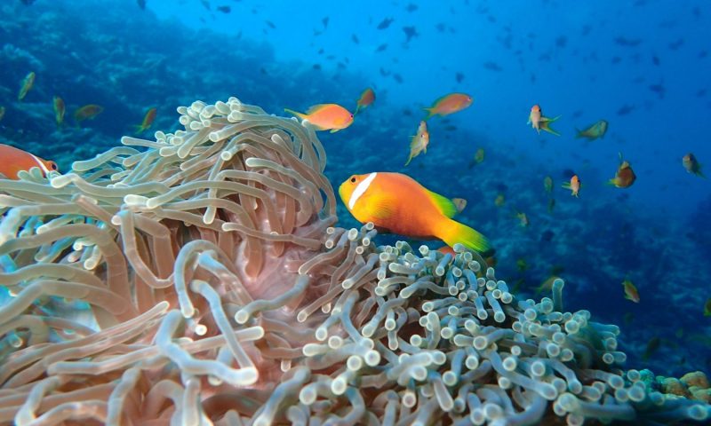 The Nautilus Maldives
