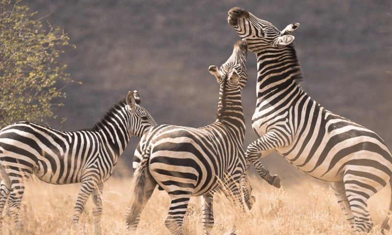 Finch Hattons Luxury Camp - Kenya