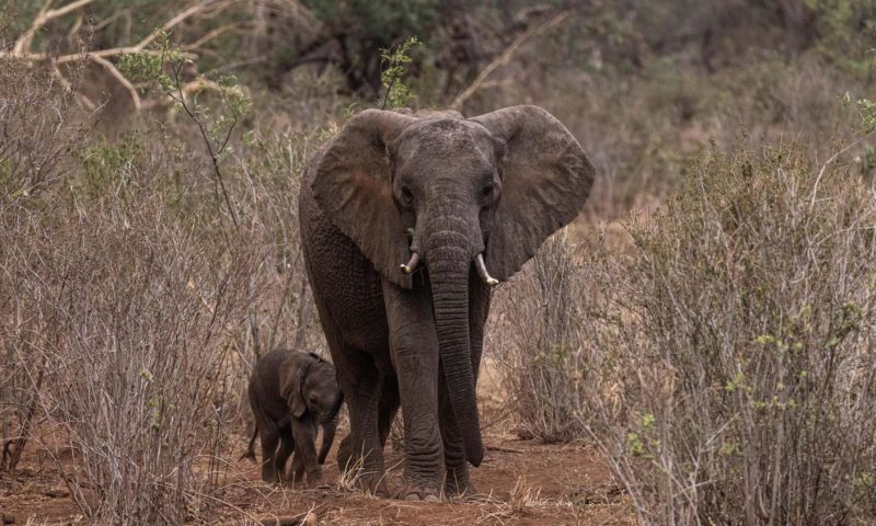 Finch Hattons Luxury Camp - Kenya