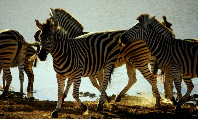 Pumba Private Game Reserve