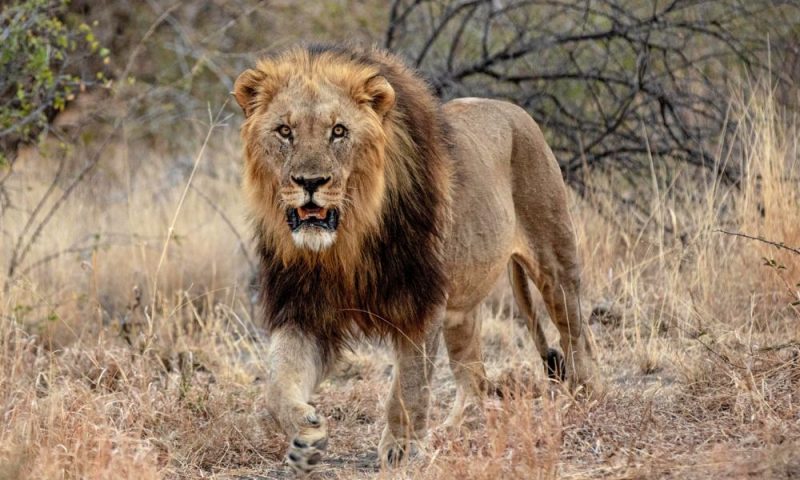 Madikwe Hills Private Game Lodge