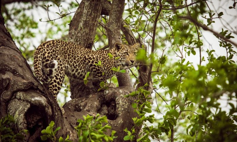 Chitwa Chitwa Lodge