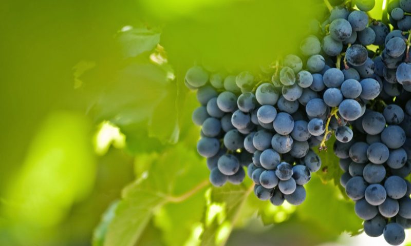 Cavas Wine Lodge Mendoza