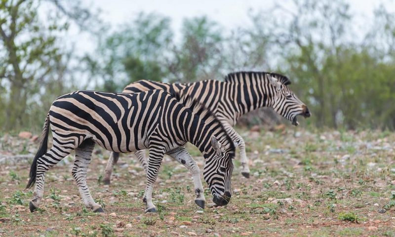 Makalali Private Game Lodge
