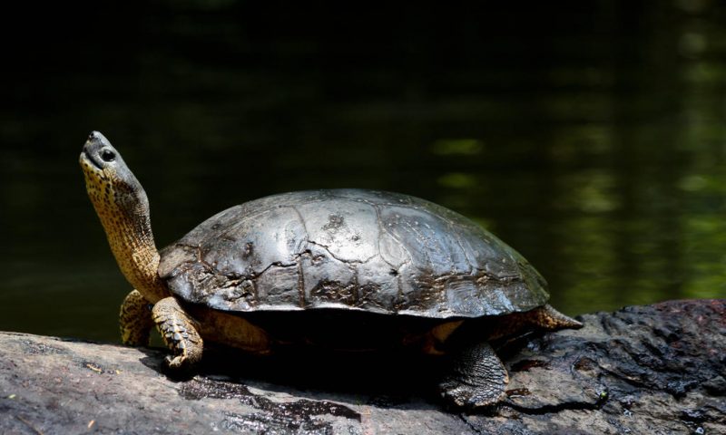 Evergreen Lodge Tortuguero