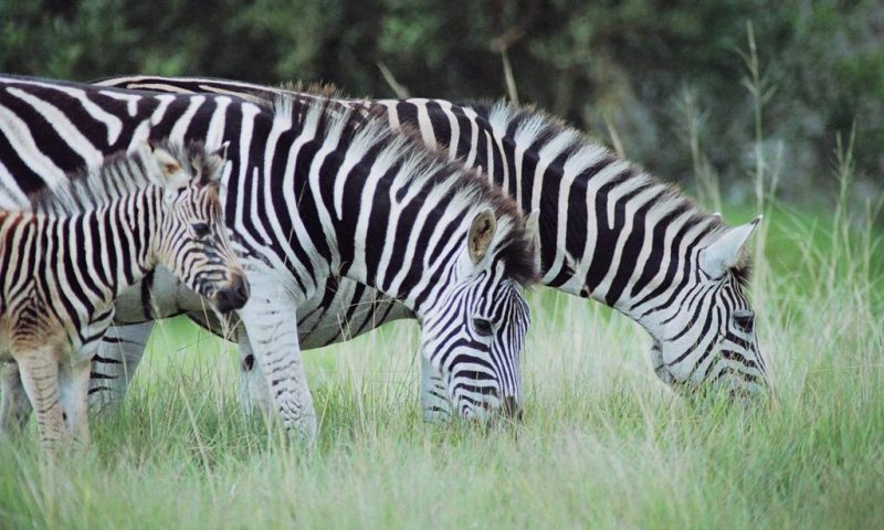 Pumba Private Game Reserve