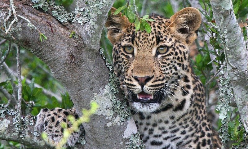 Kwandwe Ecca Lodge