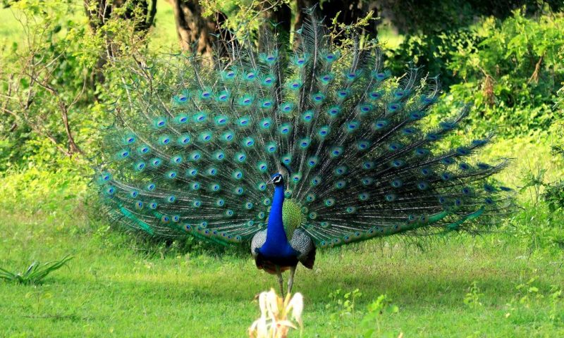 Kulu Safaris Yala