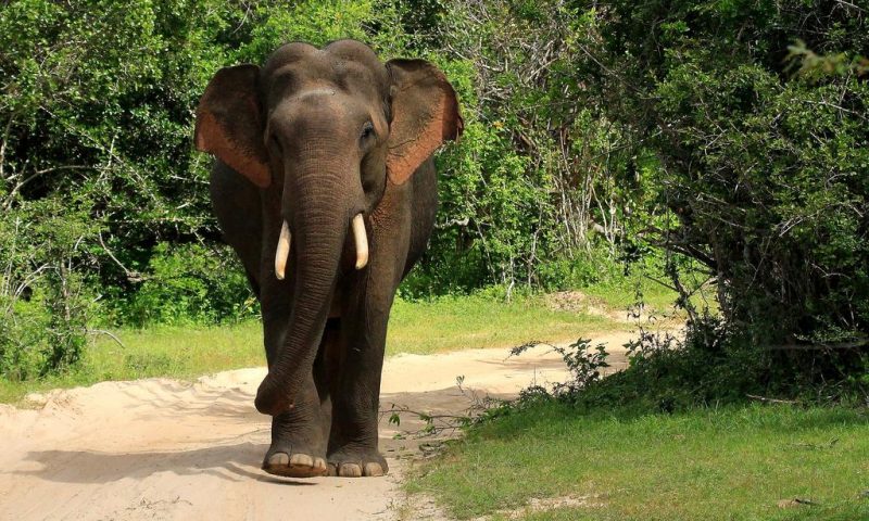 Kulu Safaris Yala