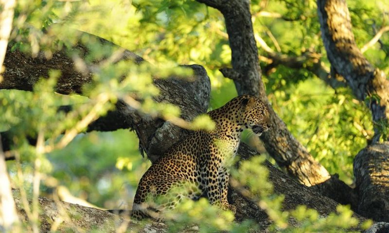 Kulu Safaris Yala