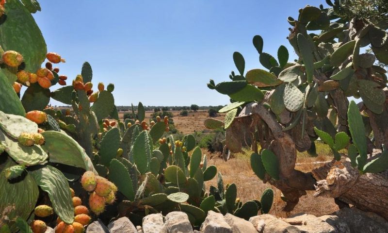 Tenuta Cammarana Donnafugata