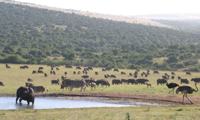 Gorah Elephant Camp