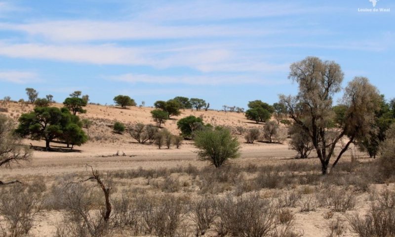 Xaus Lodge Kgalagadi
