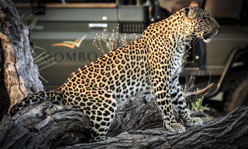 Mombo Camp Botswana