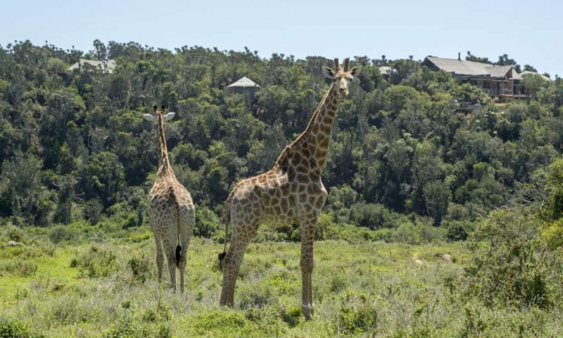Kariega Game Reserve Settlers Drift