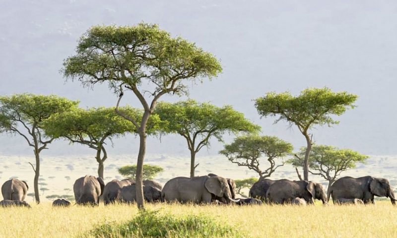 One Nature Nyaruswiga Serengeti