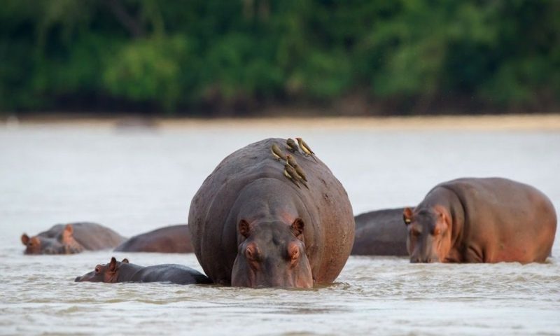 Sand Rivers Selous