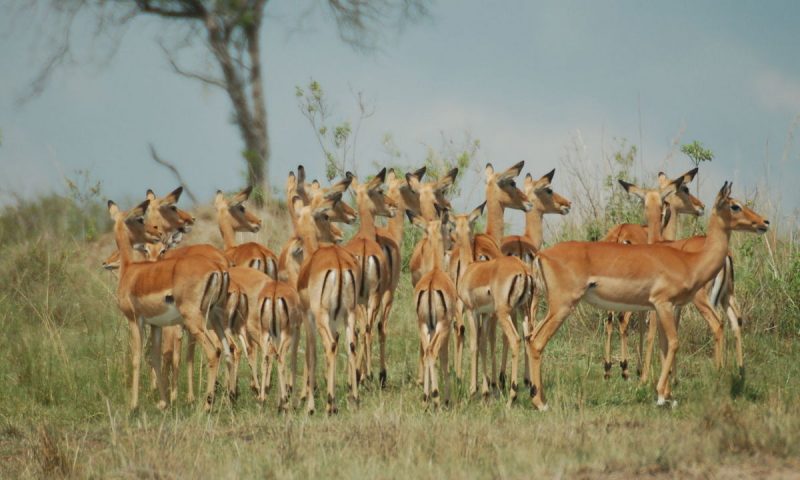 Mara Explorer Tented Camp Kenya