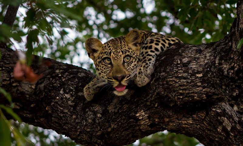 Ulusaba Game Lodge