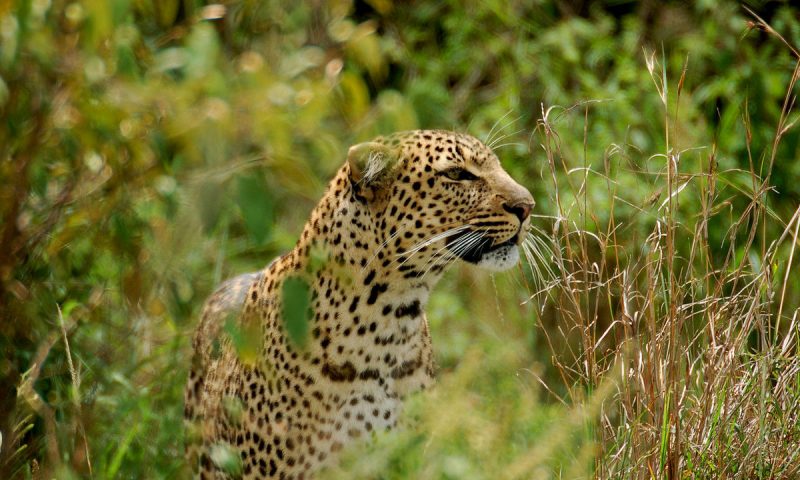 Mara Explorer Tented Camp Kenya
