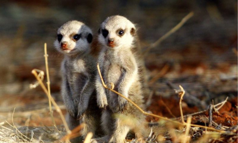 Tswalu Kalahari Game Reserve