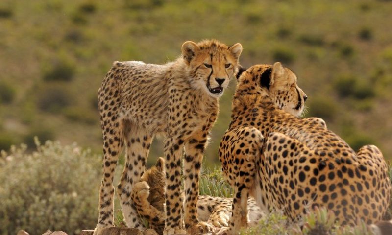 Sanbona Wildlife Reserve
