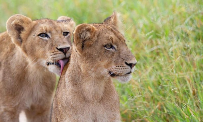 Londolozi Varty Camp