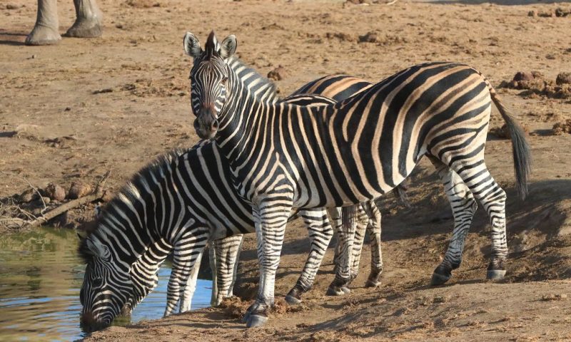 Rhulani Safari Lodge