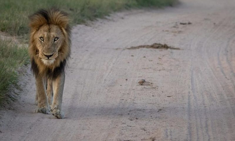 Londolozi Varty Camp