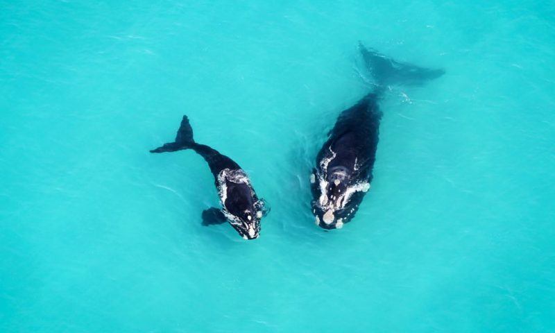 Grootbos Private Nature Reserve