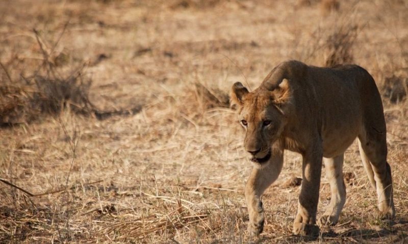 Sand Rivers Selous