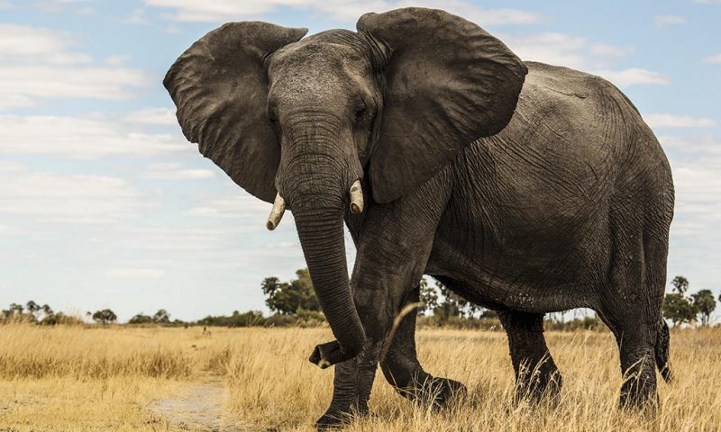 Selinda Camp Botswana