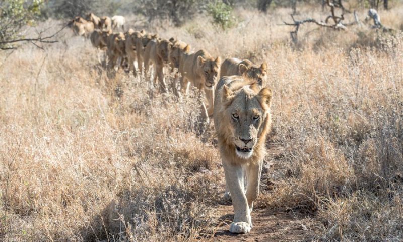 Singita Sweni Lodge