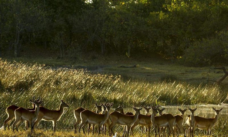 Selinda Camp Botswana