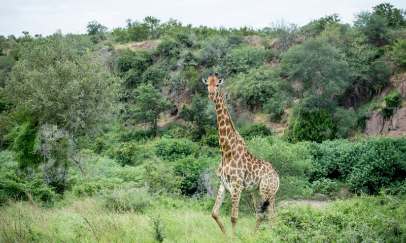 Singita Sweni Lodge