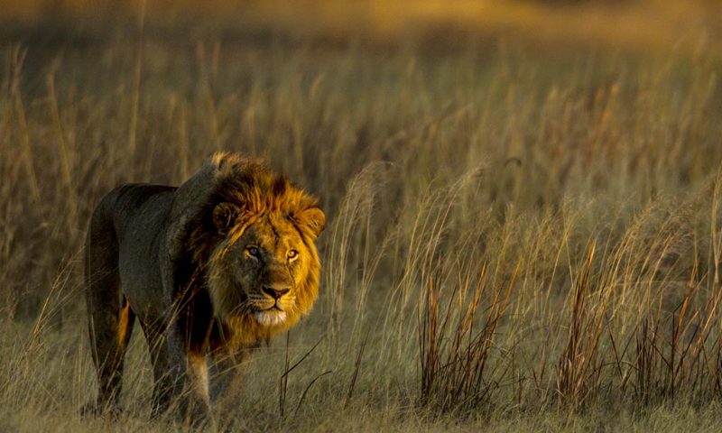 Selinda Camp Botswana