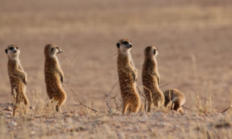 Xaus Lodge Kgalagadi