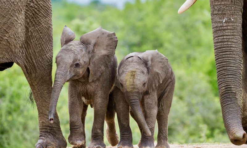 Royal Malewane Lodge, Mpumalanga - South Africa